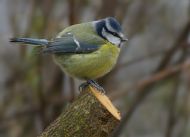 Blue Tit